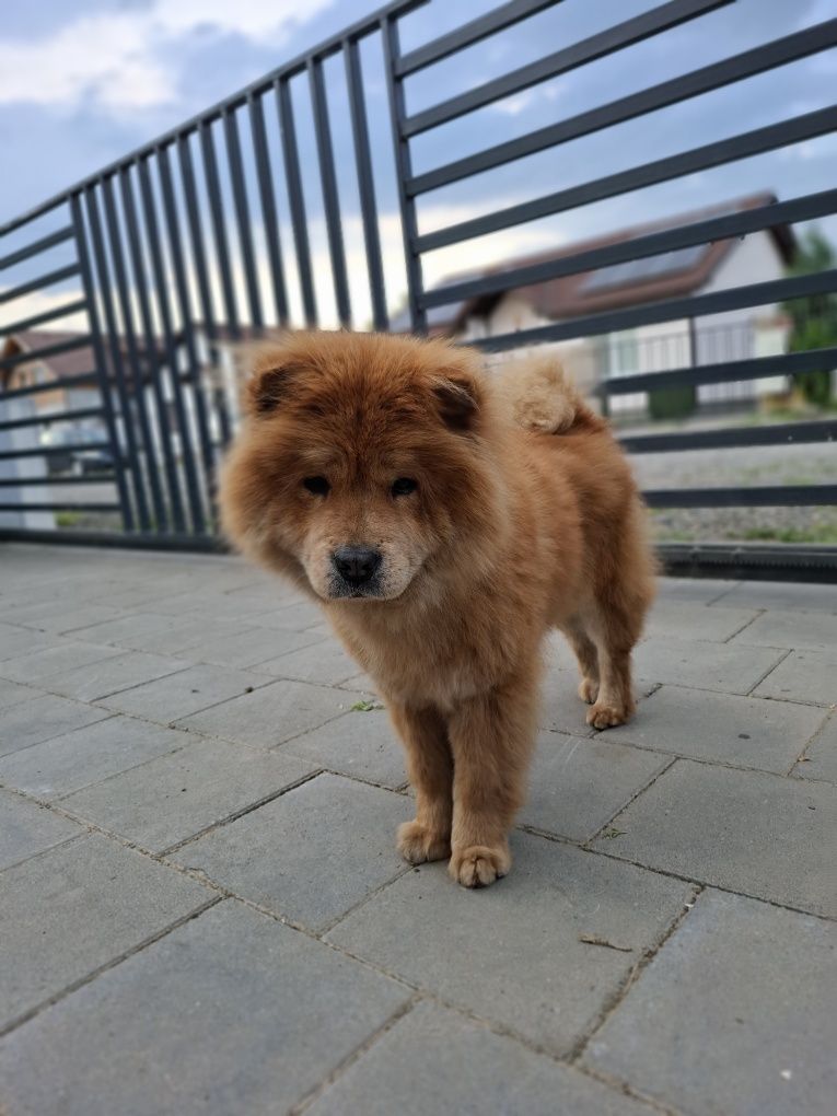 Chow Chow Femela