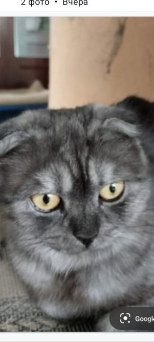 Продам породистых красивых шотландских кошек