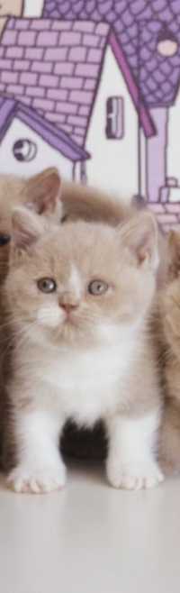 Британские котята веслоухий мальчик, приямоухий мальчик кремовый