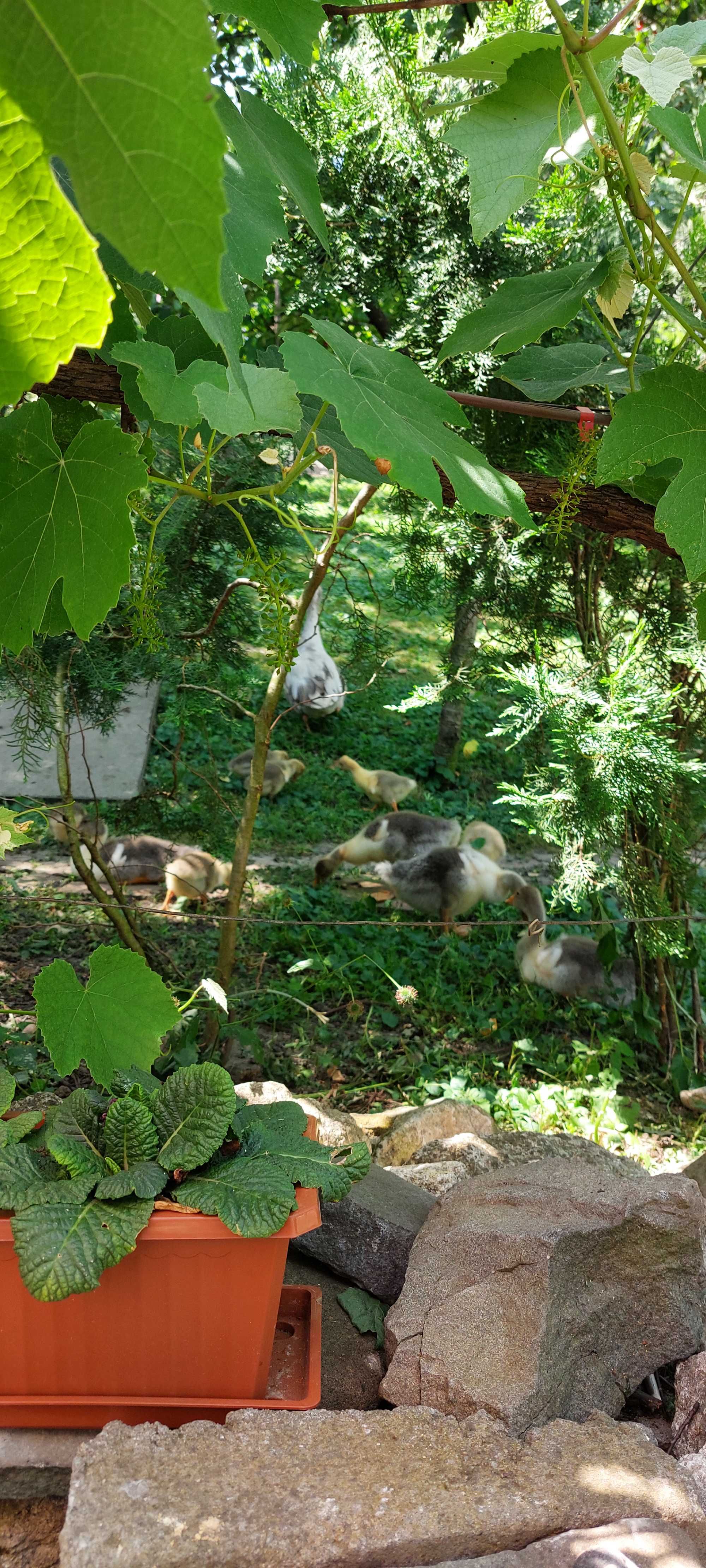 Boboci de gâscă .