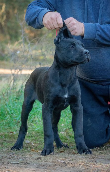 Cane Corso 4 luni Mascul