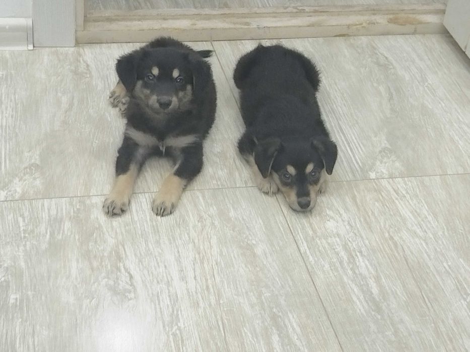 Щенки в хорошие руки