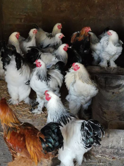 Vând cocoși brahma hd