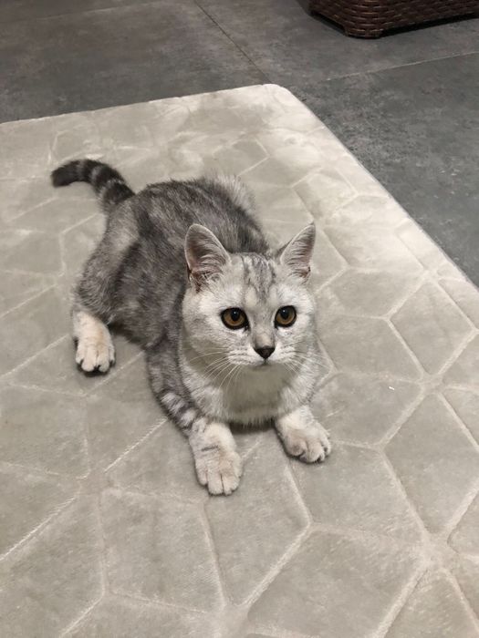 кошка шотландский