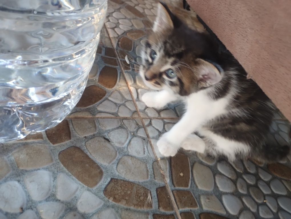 Donez pisicuțe 2 băieți și o fata
