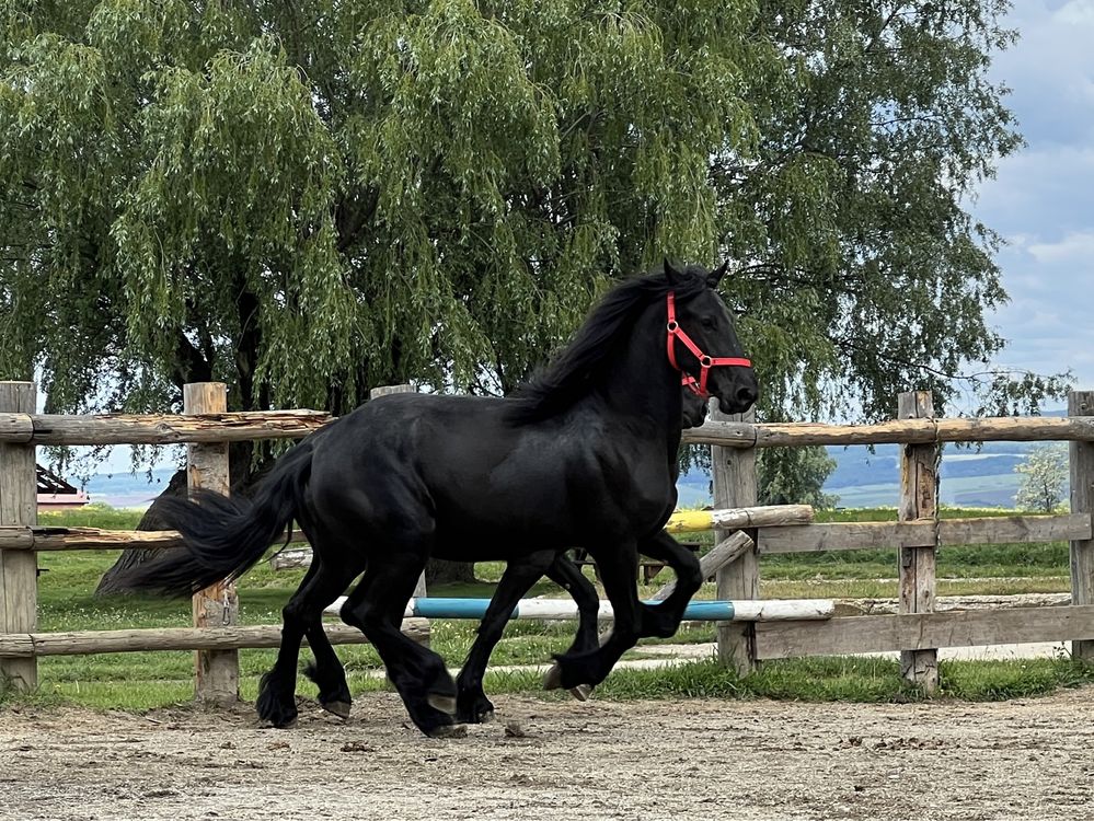 Iepe Friesian iapa Frizian