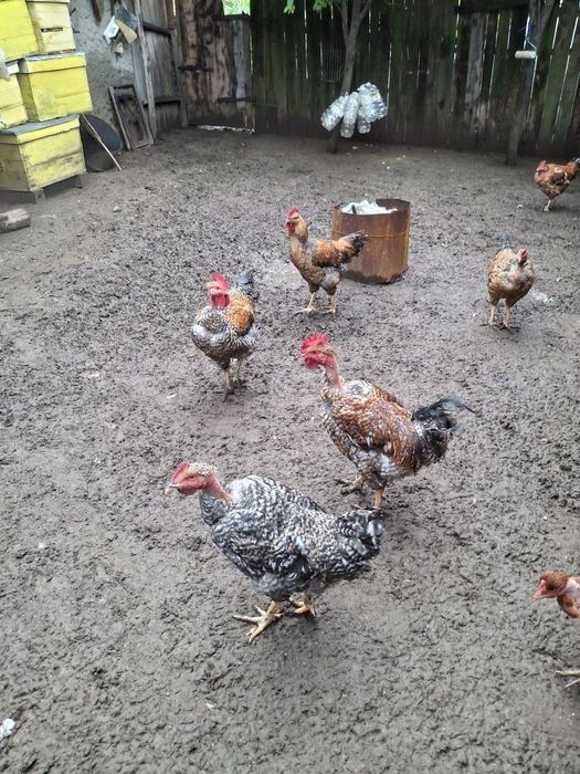 Vand cocoși de tara.