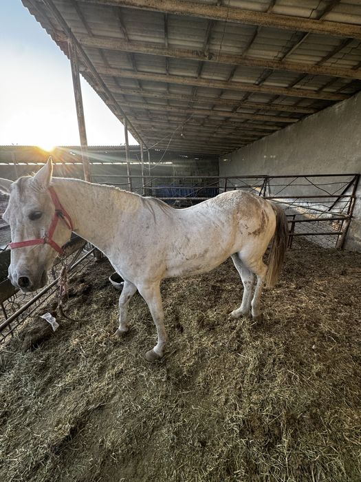 Ot axaltakeniskiy ot baytal