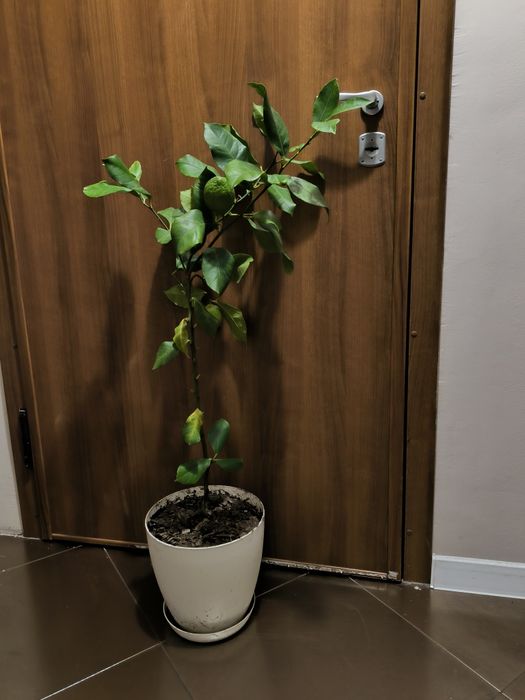 Лимон и грепфрут, мандарина лимонови дървета студоустойчиви даващи пло