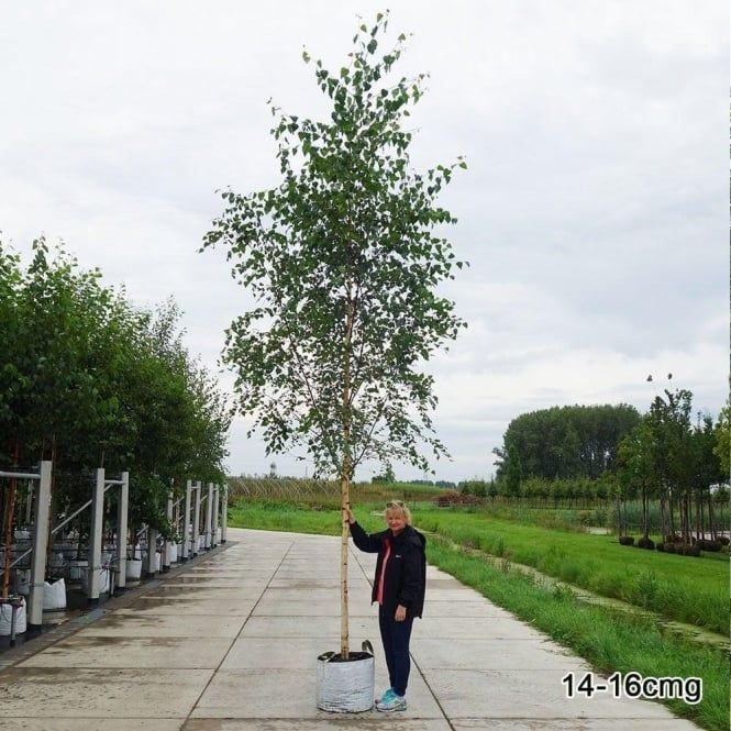 Copaci, Mesteacan Betula, Tei, Platan, Acer Tilia Artar Salcam Catalpa