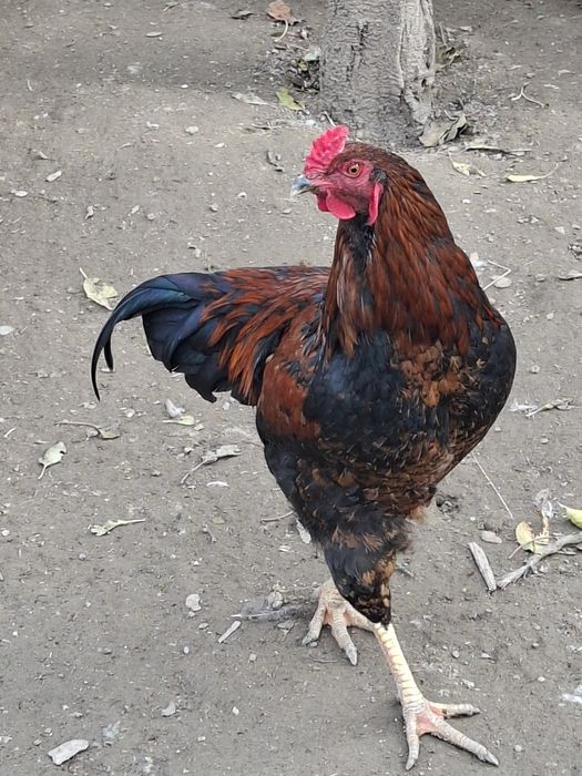 Нисан п12 1.9дци 120к.с.-части