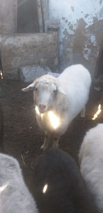 Продам коз село павлодарское