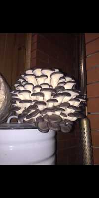 Свежие грибы вешенки