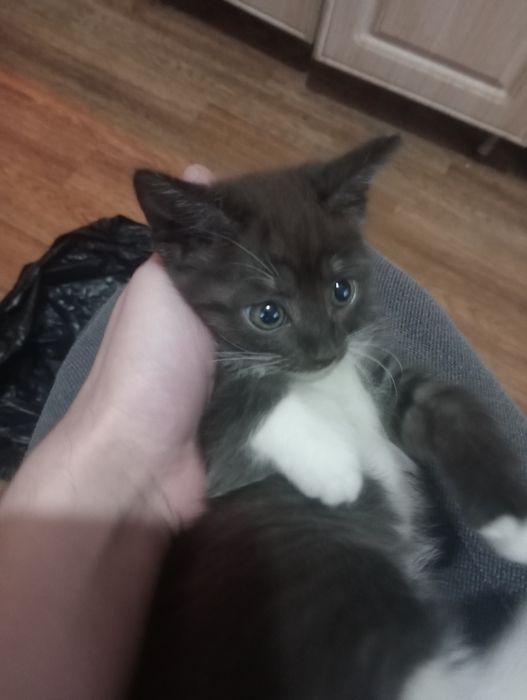 Котята бесплатно кот и кошечка.