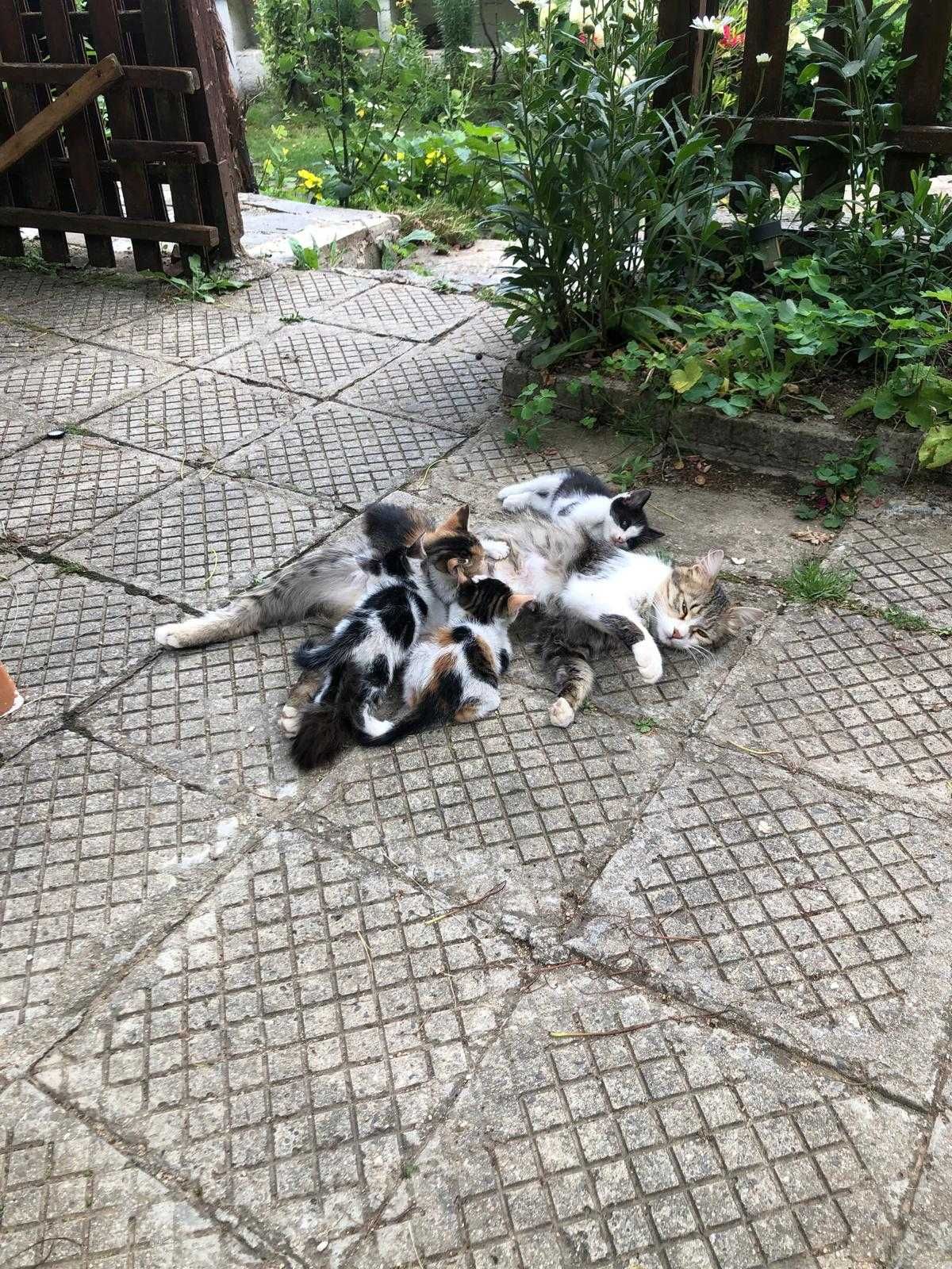 Подарявам котенца