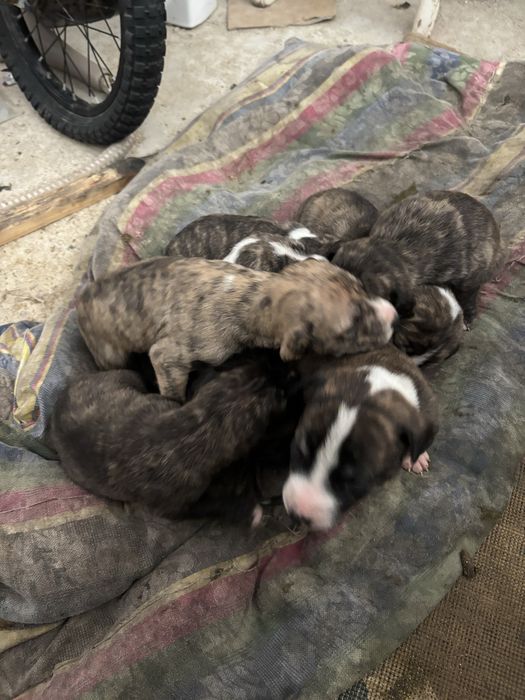 Стафорд кушиктери сатылады