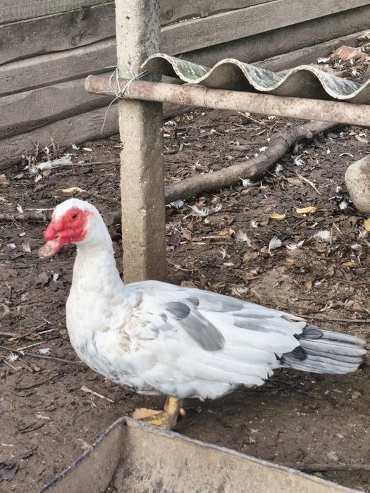 Rațe mute leșești tineret familie 9