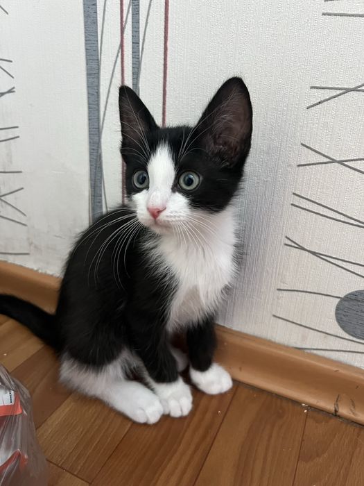 Продается котенок 2 мес