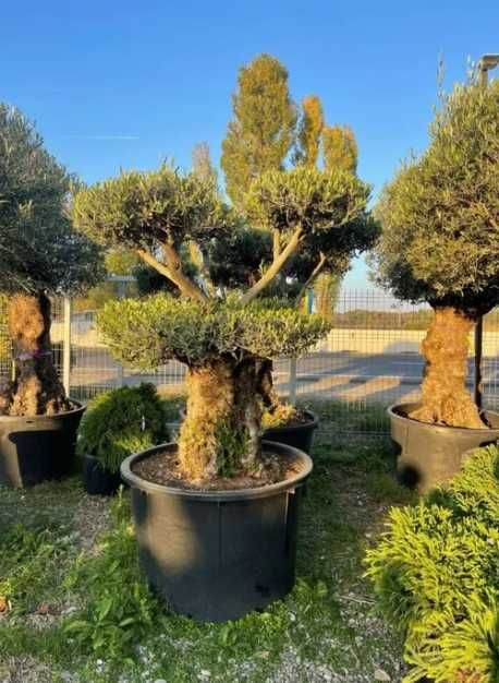 Plante Decorative Oriunde in tara! Gazon Rulou
