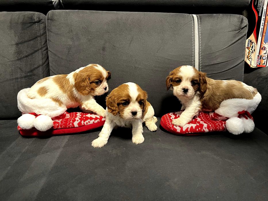 Кавалер кинг чарлз шпаньол