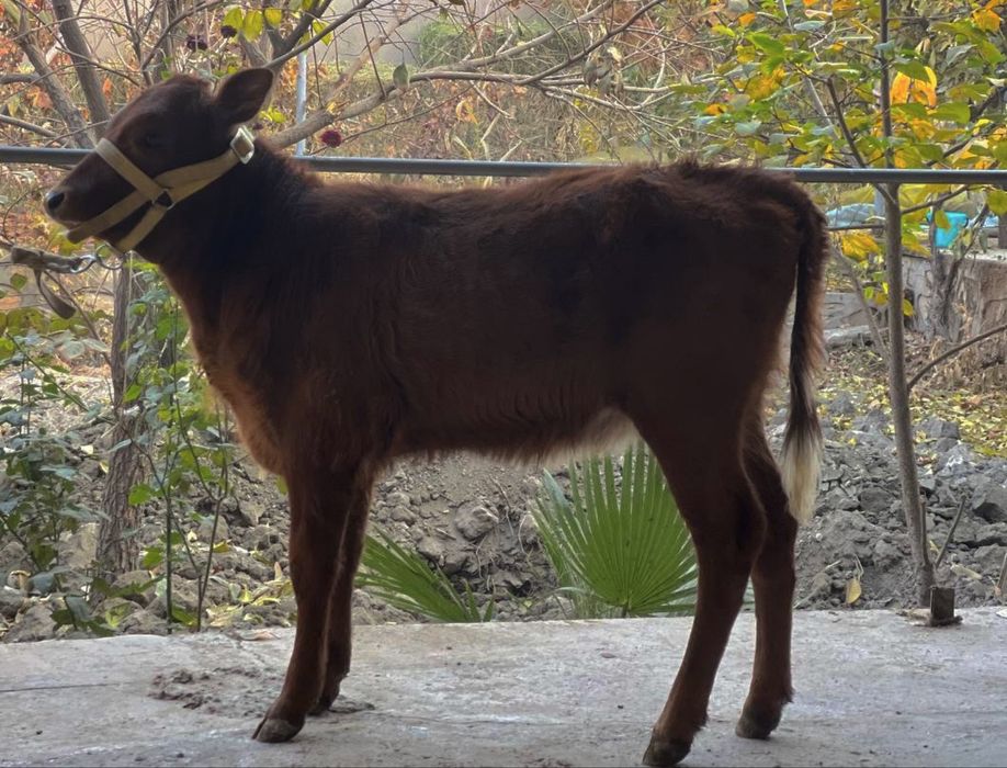 Ona bola sigir sotiladi она бола сигир