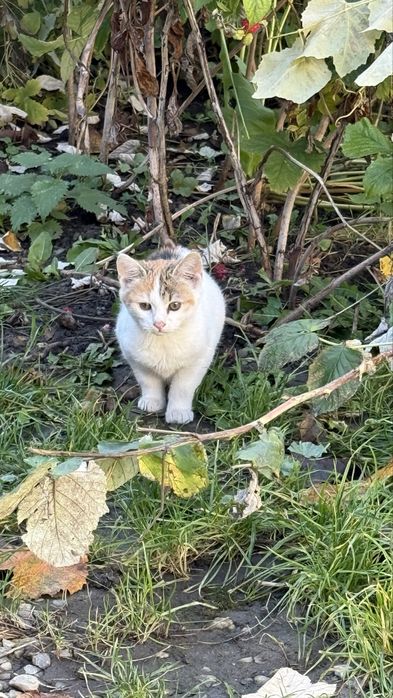 Pisici pentru adoptie