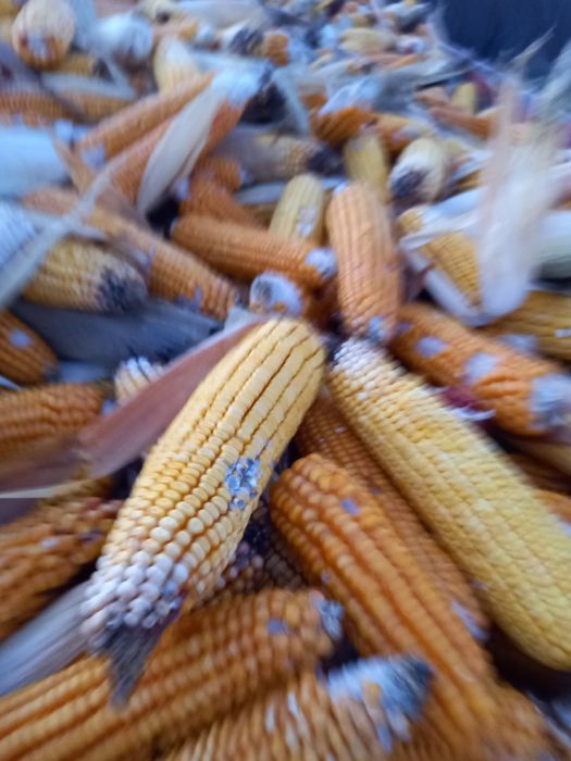 Vând porumb kws ,0.8 lei/ kg