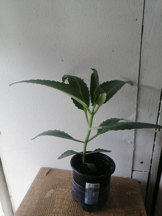 Продам комнатные цветы