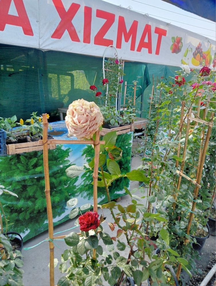 Atir gul kochatlar, shtanpovka xarxil turdagi kochatlar