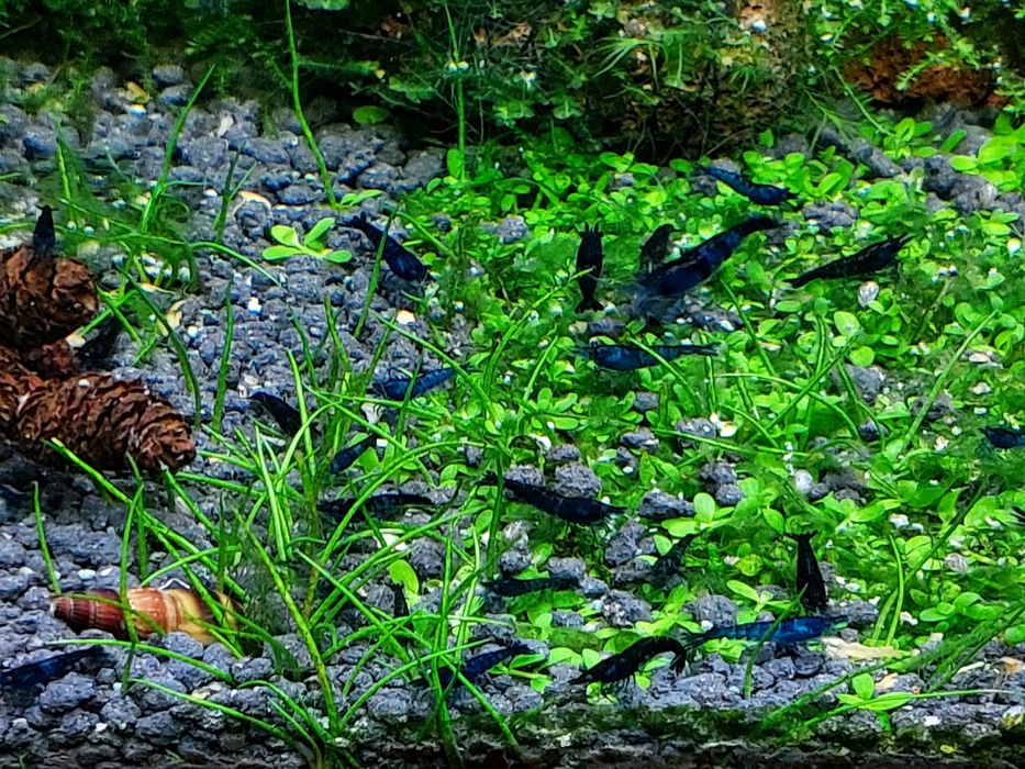 Аквариумные креветки Блю дрим