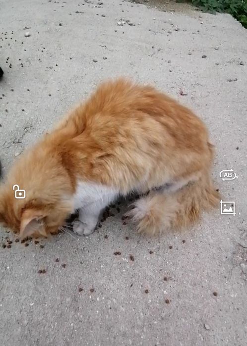 pisicuțe pentru adopție