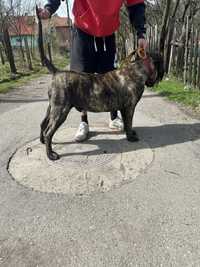 Vand mascul presa canario