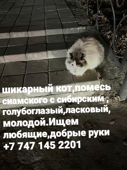 Сибирский/сиамский