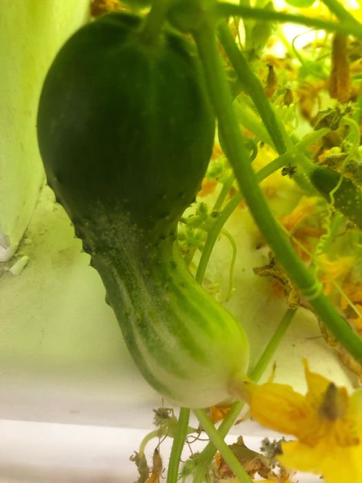 Лоток для гидропоники, Настольная садовая ферма, Система выращивания