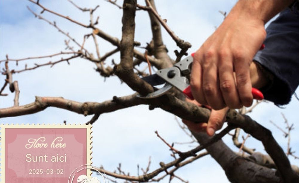 Curățare, toaletare, podatura pomi fructiferi