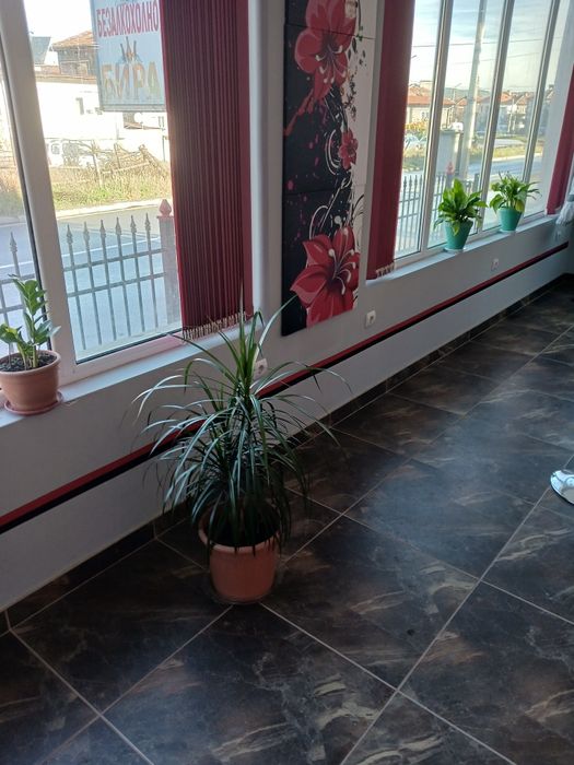 Палма драцена,страхотна