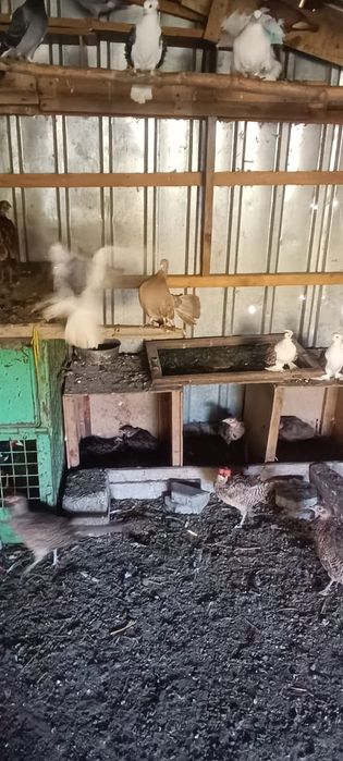 Vând porumbei înfoiați !