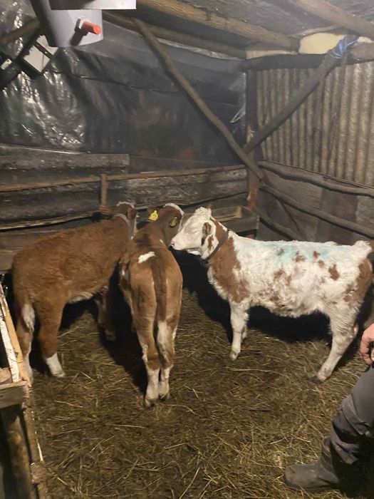 Vănd 3 vițele înțărcați