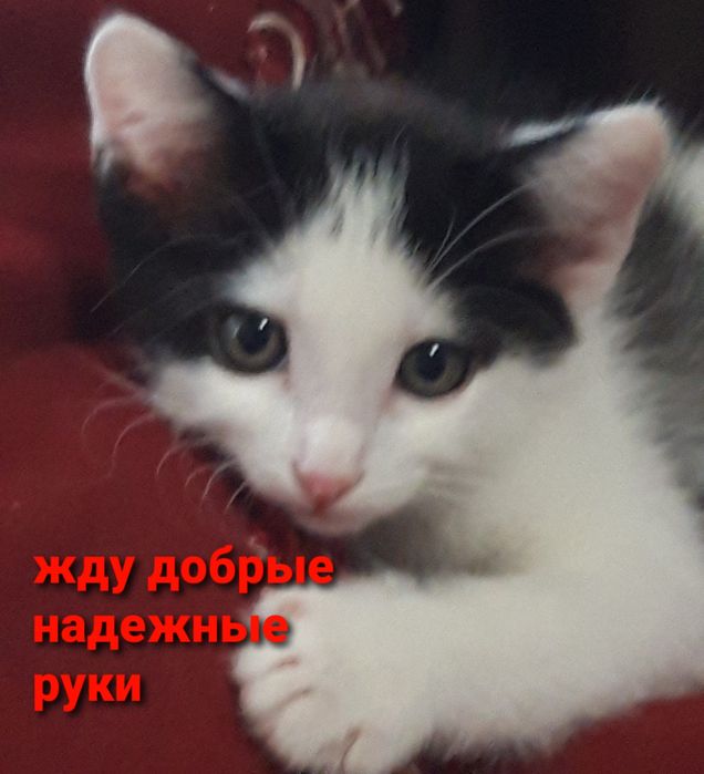 Отдам в добрые руки