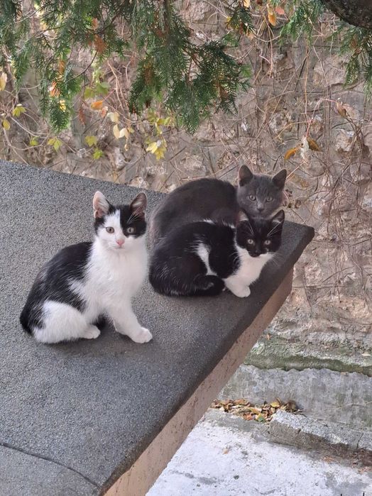 Pisici frumosi fara casa!