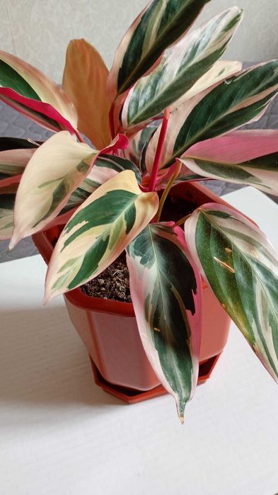 Цвете - цвете --