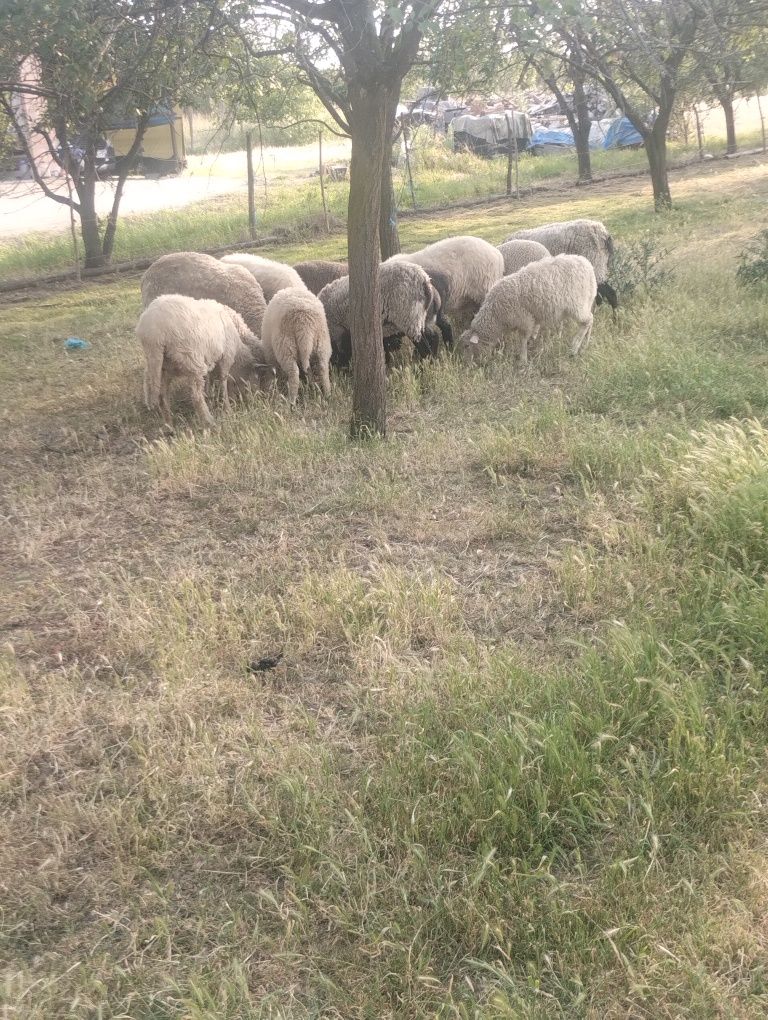 Vând oi de rasă.