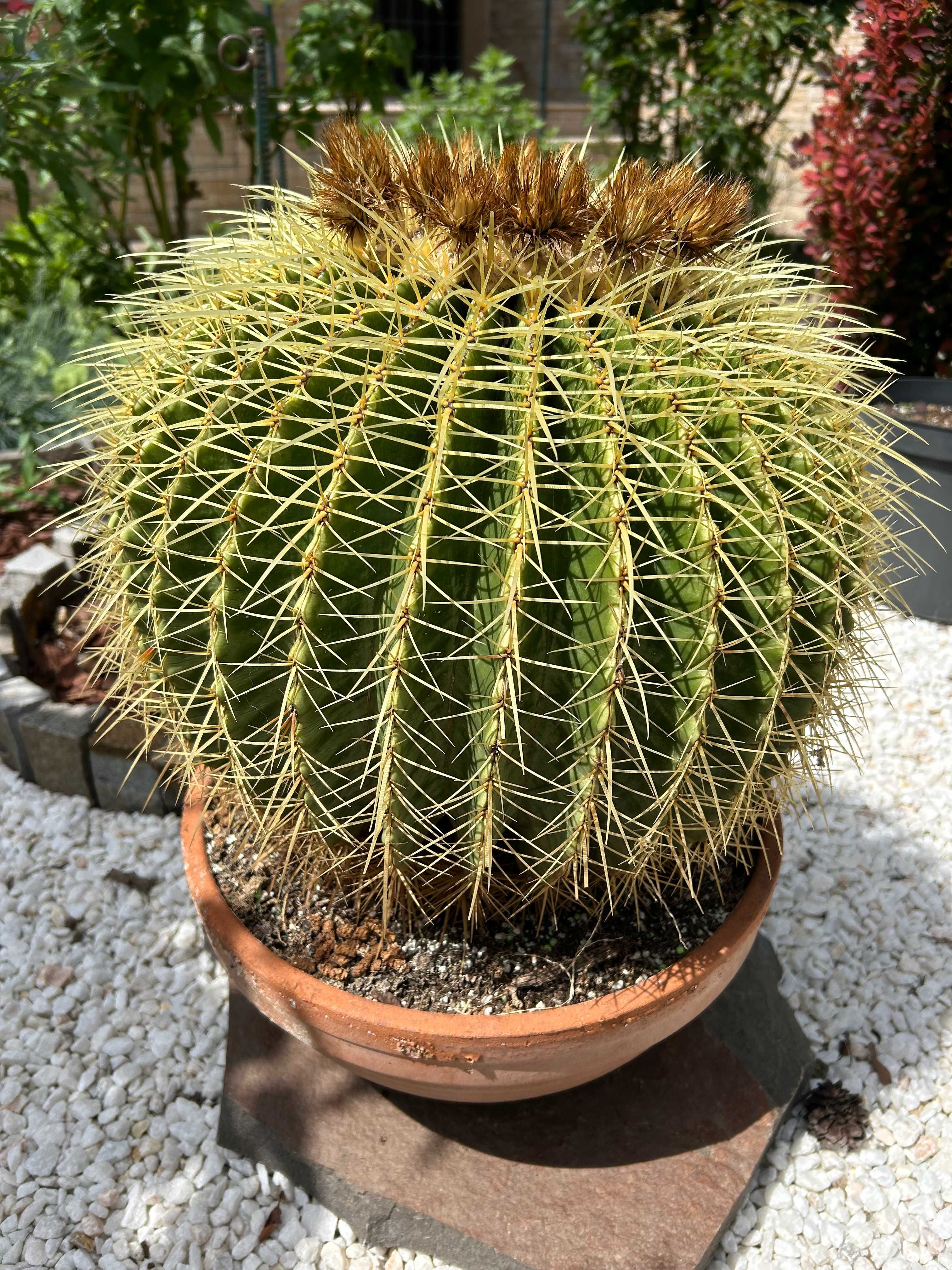 Cactusi diversi, Yucca