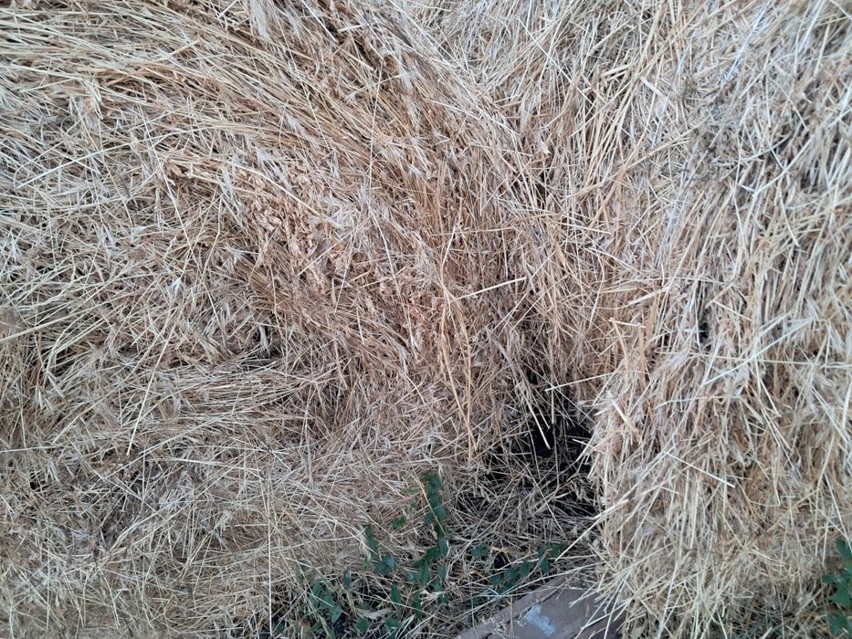 Baloti fan si ciocani