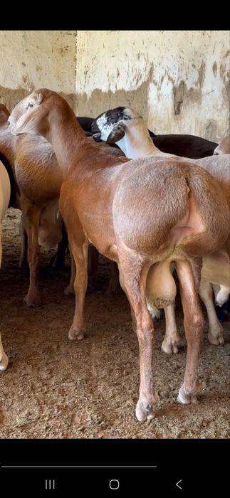 Qoʻy qoʻchqor qassob dastafka bor 24/7