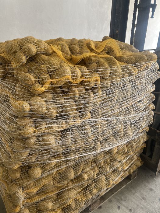 Vând Cartofi Soraya Si Bellarosa Polonia Calitate de Top