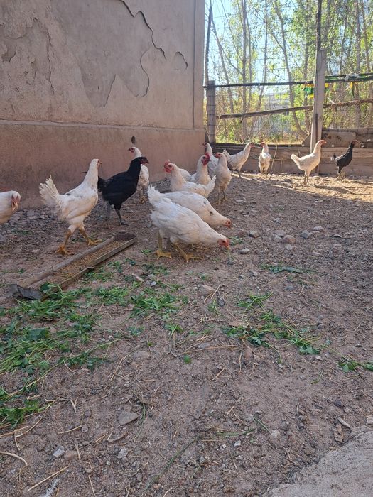 Джерсийский гигант