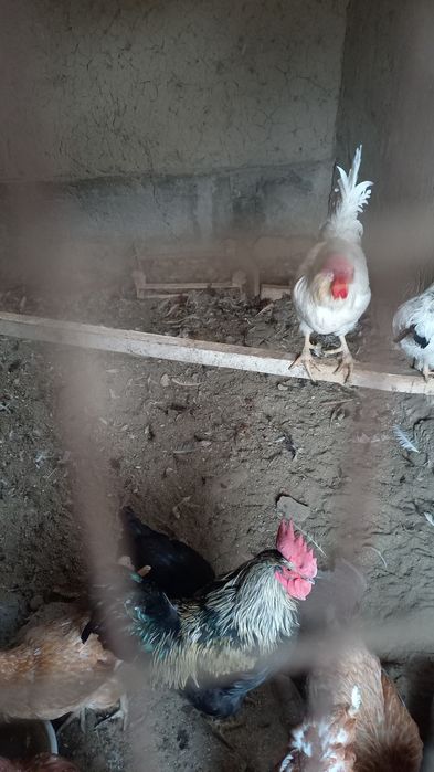 Продаю курей   - sotiladi tovuqlar