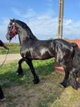 Armasar friesian