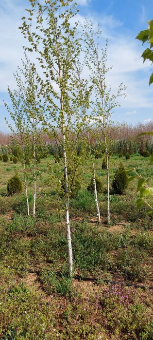 Mesteacan alb tei platani stejari